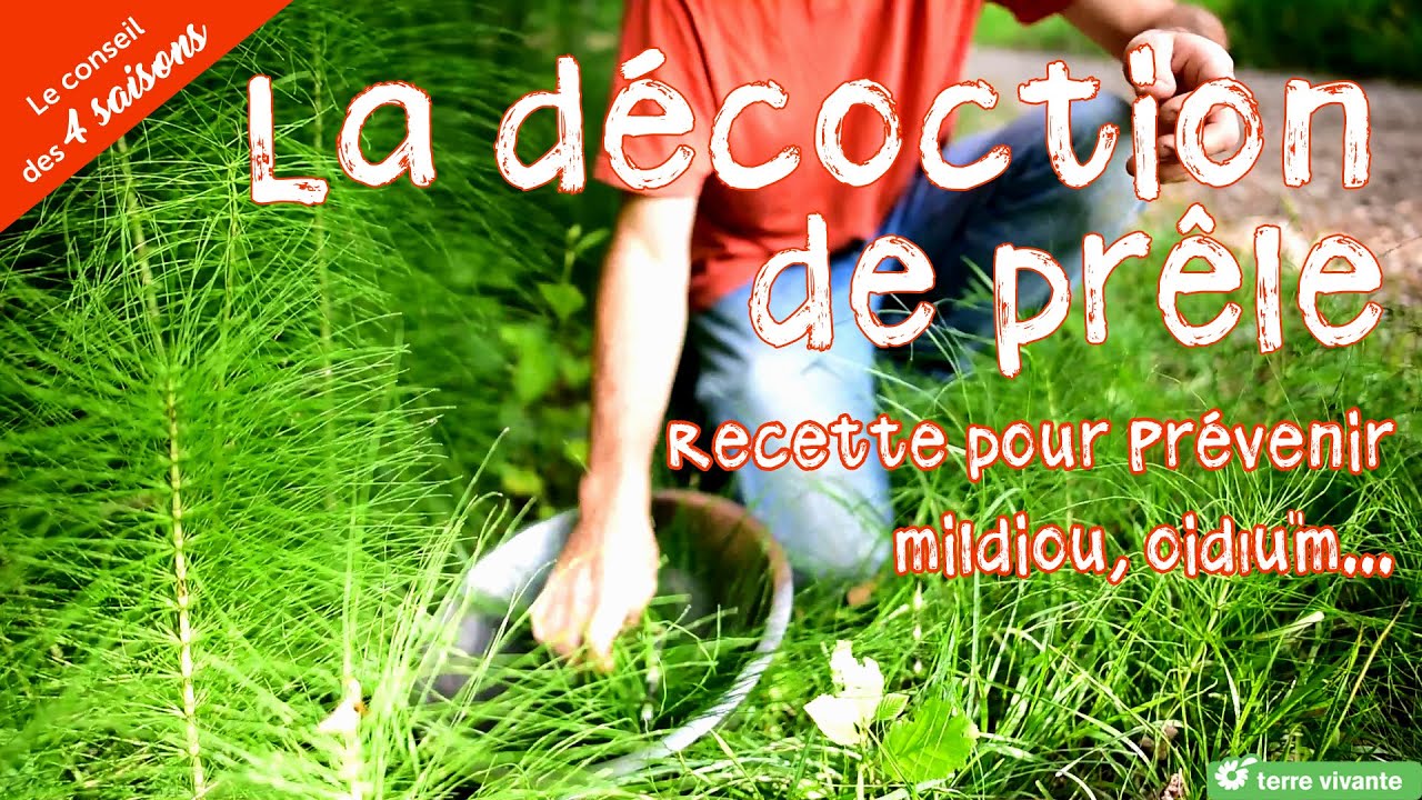 La décoction de prêle : Recette pour prévenir du mildiou et l'oïdium - Le conseil des 4 saisons