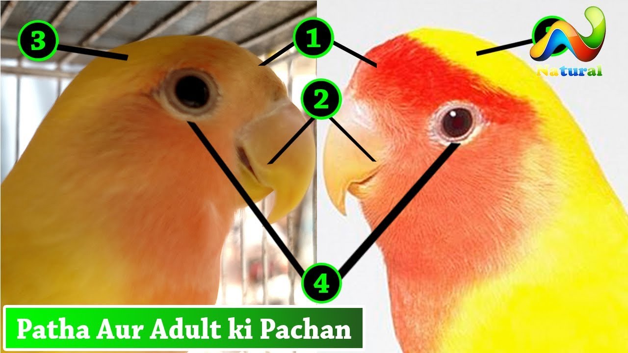 Lutino Lovebird me Patha Aur Adult ki Pachan | Urdu/Hindi