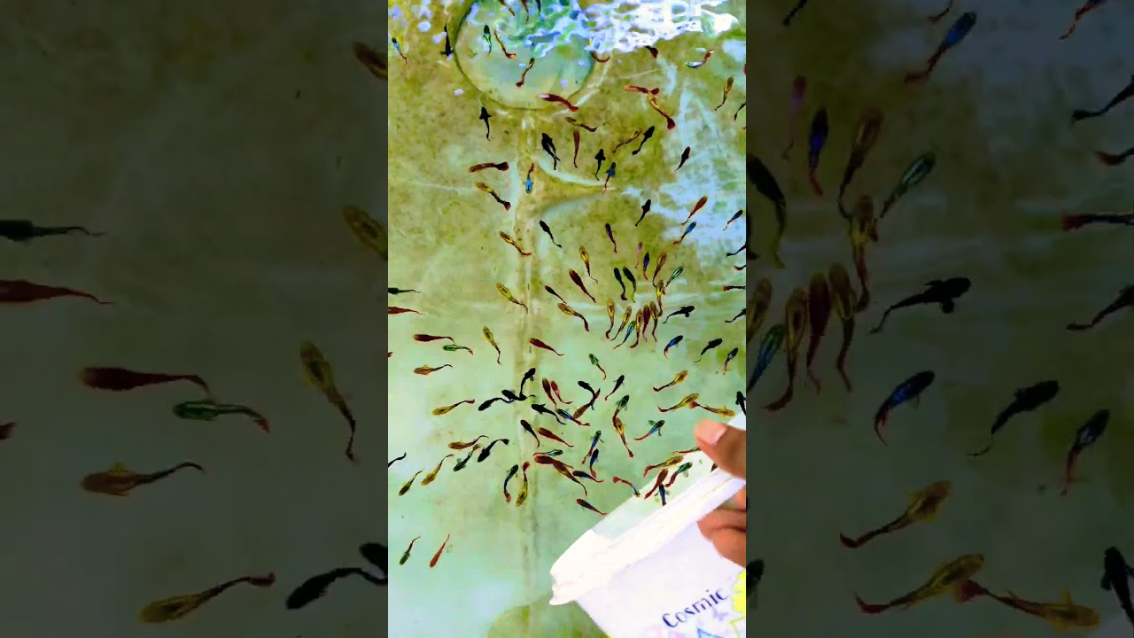 Guppy fish 🐠 #freshwateraquarium