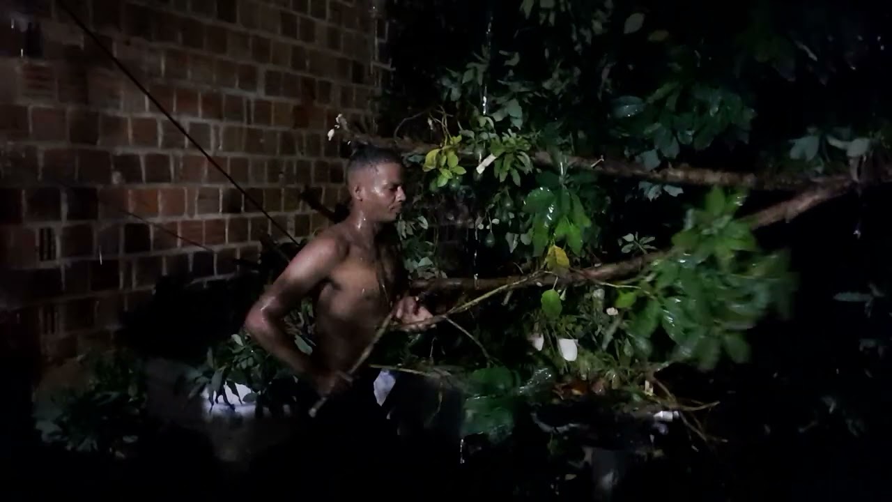 7.02.2026 triste fim do meu pe de abacate que tristeza 