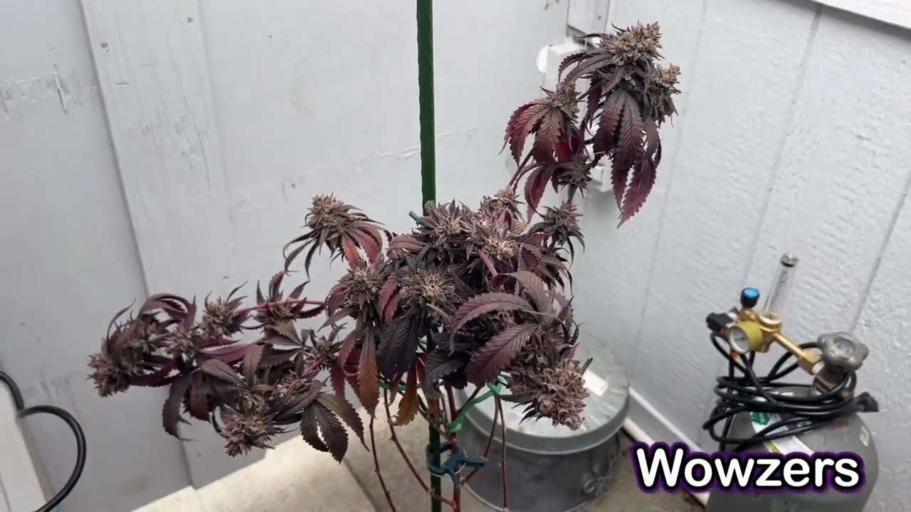 Wowzers Strain Day 76