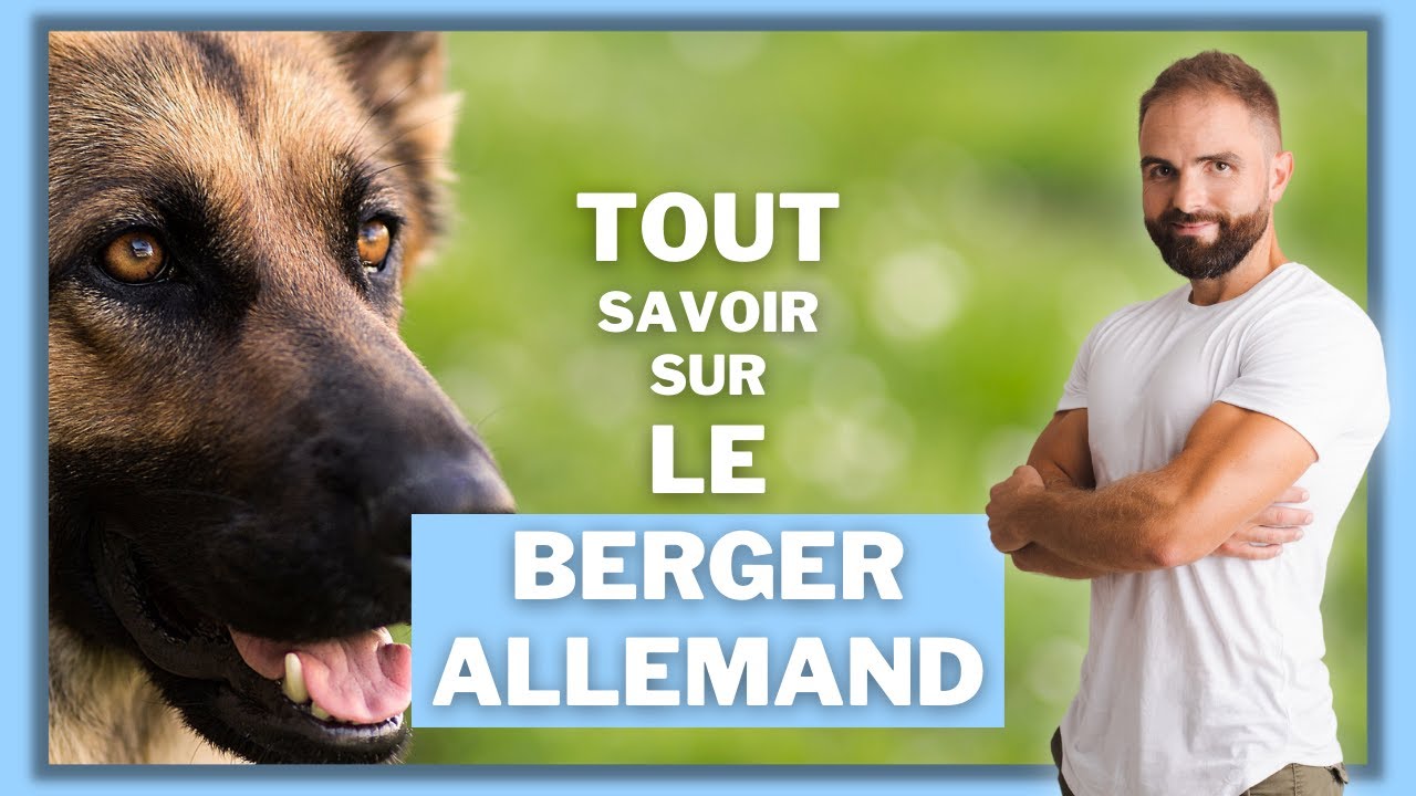 Race de chien Berger Allemand : caractère, dressage, comportement, santé de ce chien de race...