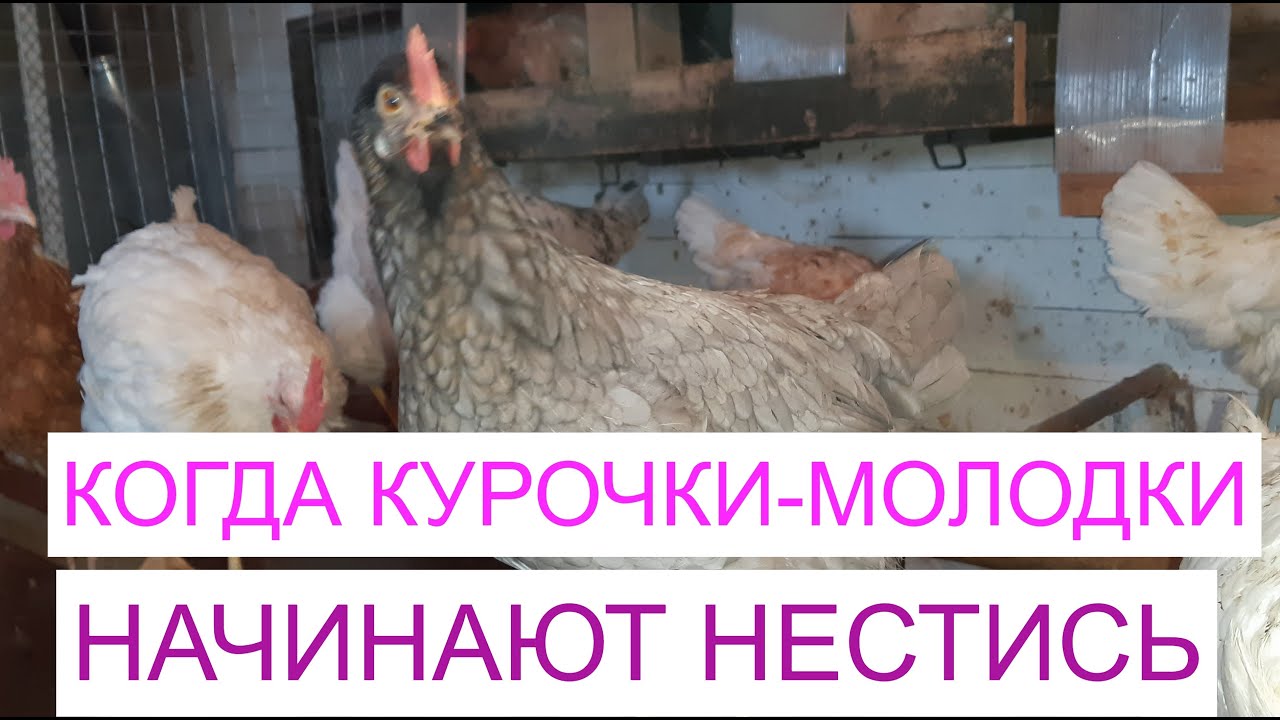 Когда курочки молодки начинают нестись