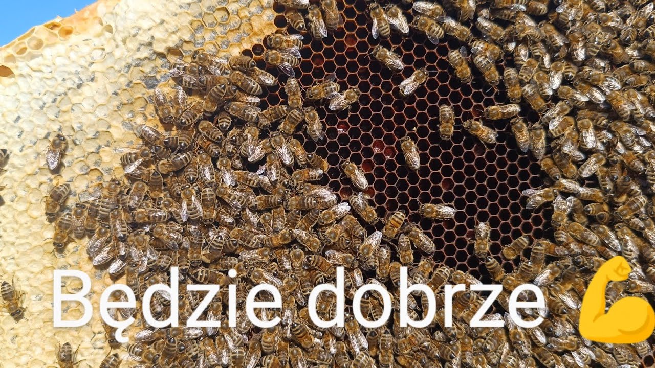 Połowa zimowli... Sprawdzenie pokarmu w ulu