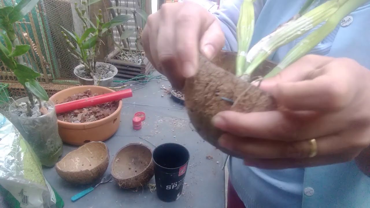 #Replante  COMO PLANTAR NA CASCA DO CÔCO