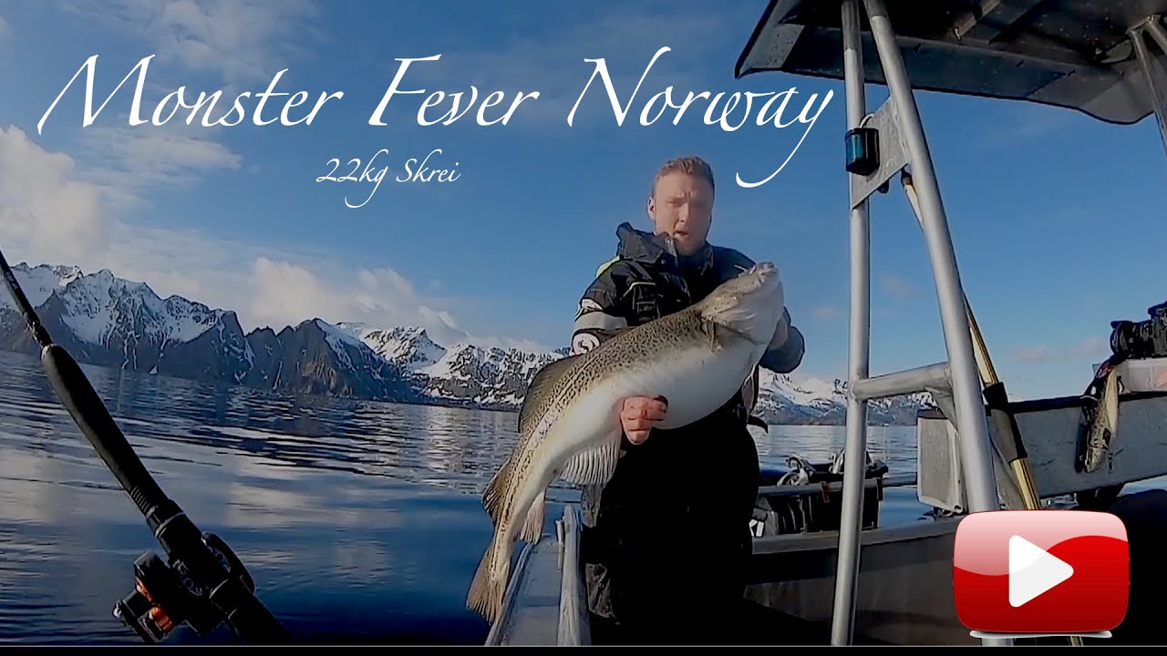 Skrei-cod fishing Norway. With Nordic Sea Angling. !BIG HALIBUT WARNING!