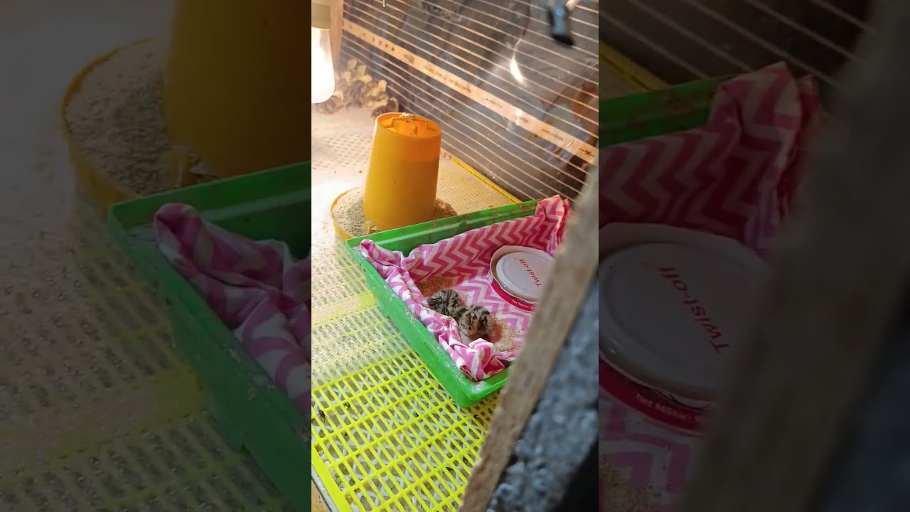 Yumurtadan Yeni Çıkmış Bıldırcın Civcivleri (Ayağa Kalkamama Sorunu)