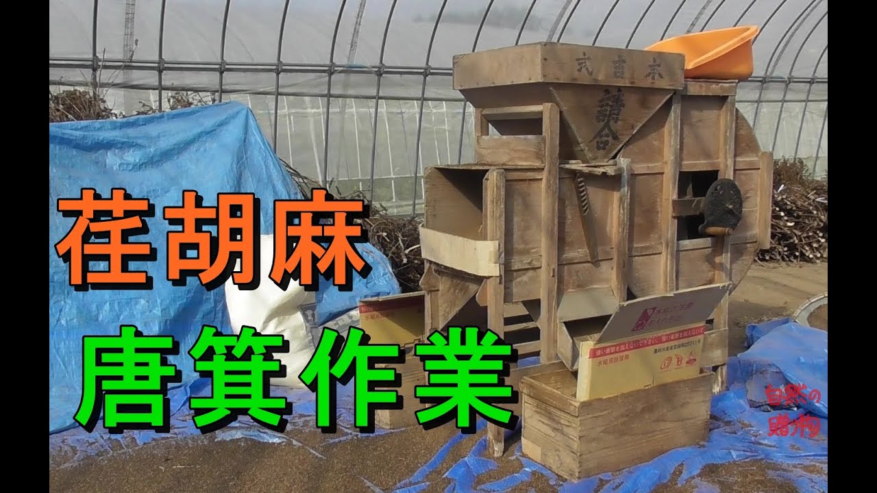 【えごま】唐箕作業