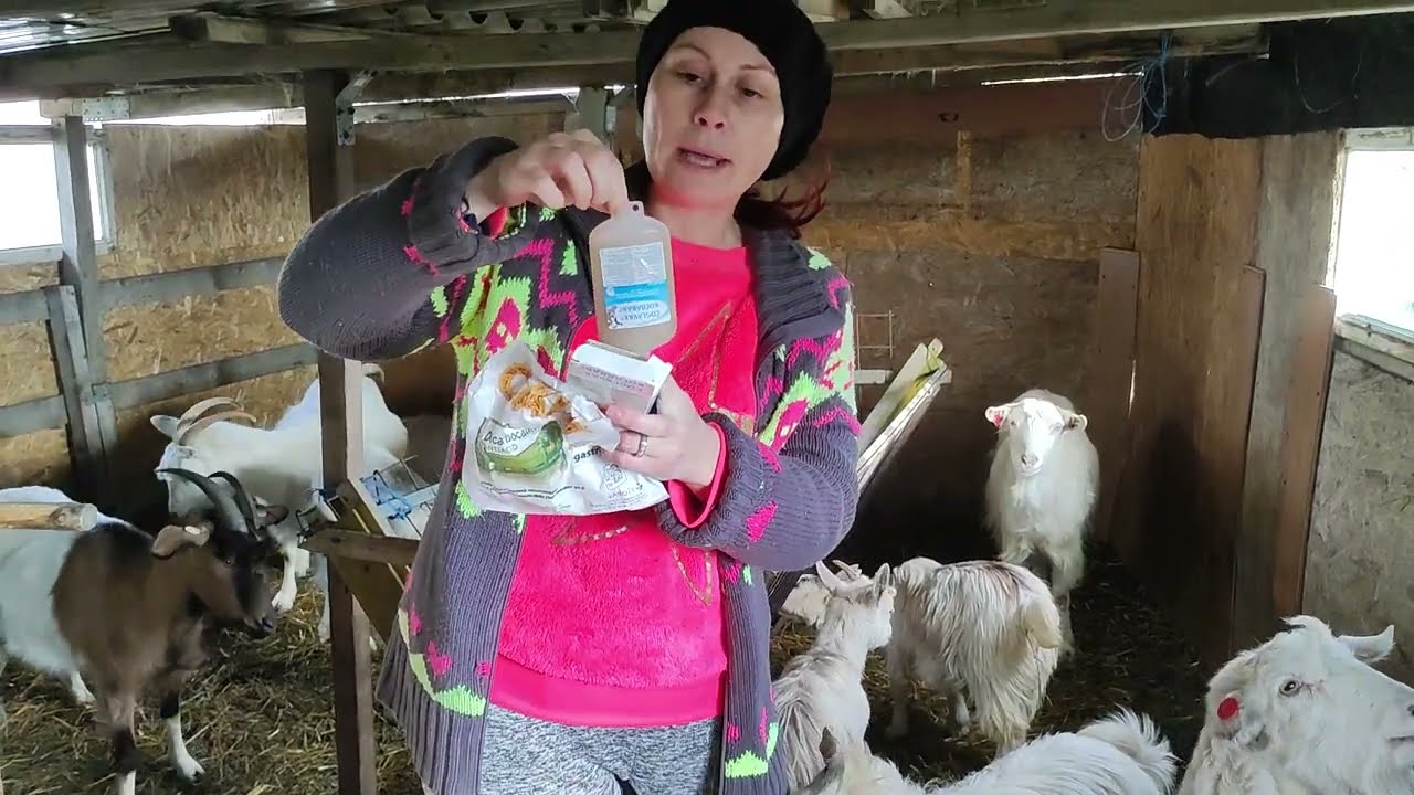 Am vaccinat caprele cu vaccinul Coglavax - Goat yearly vaccination