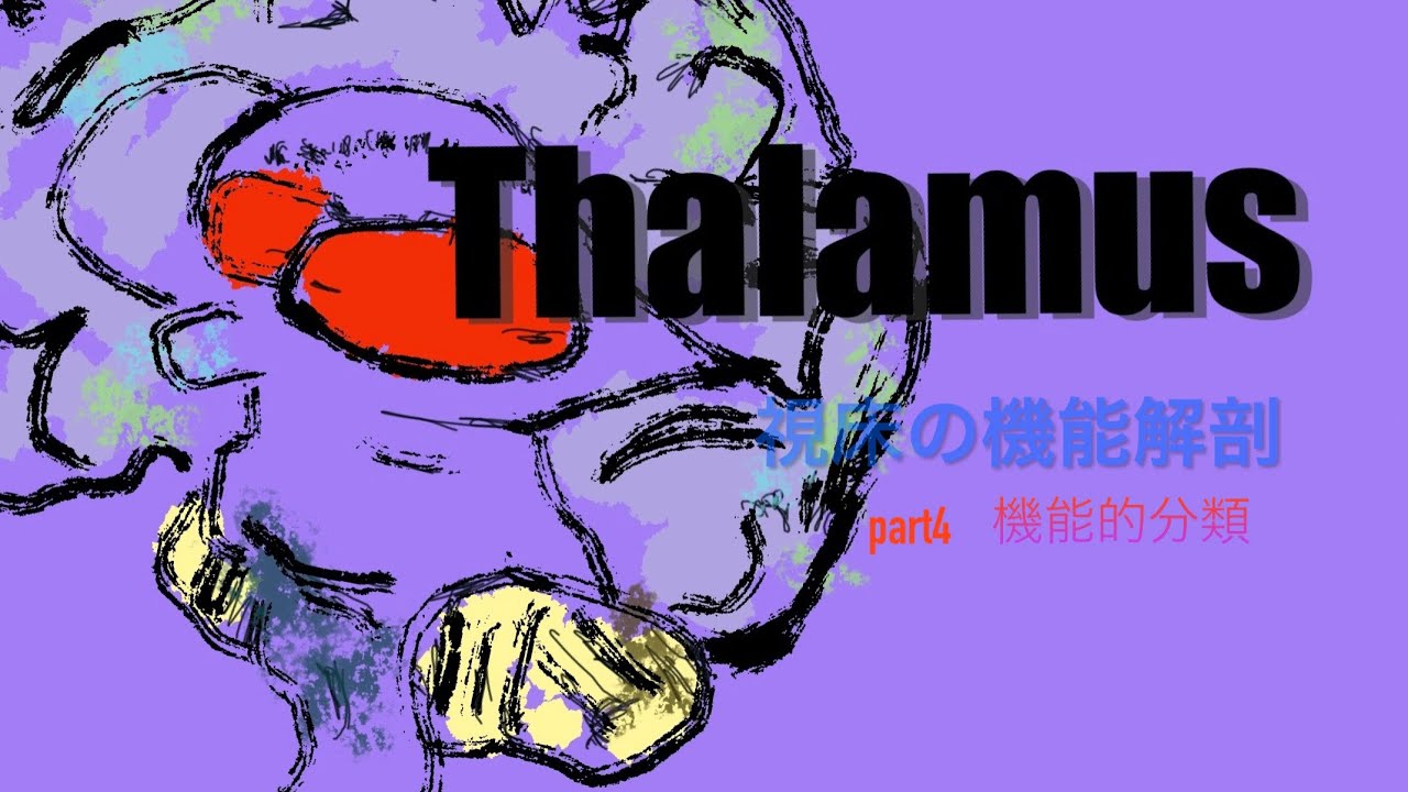 視床の機能解剖【機能的分類　3】