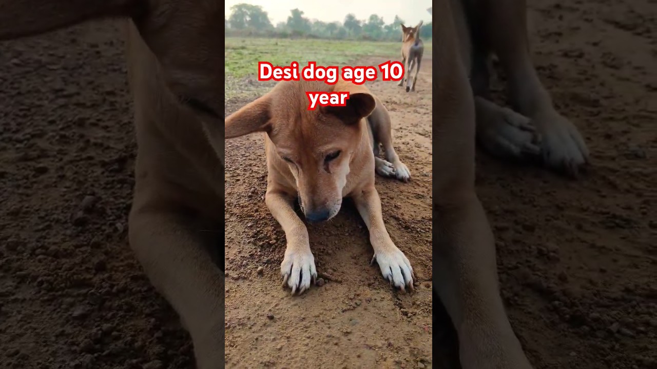 #desidog