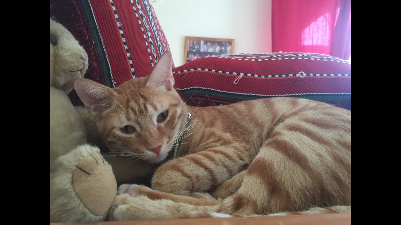 Cat care with Caroline: part 2