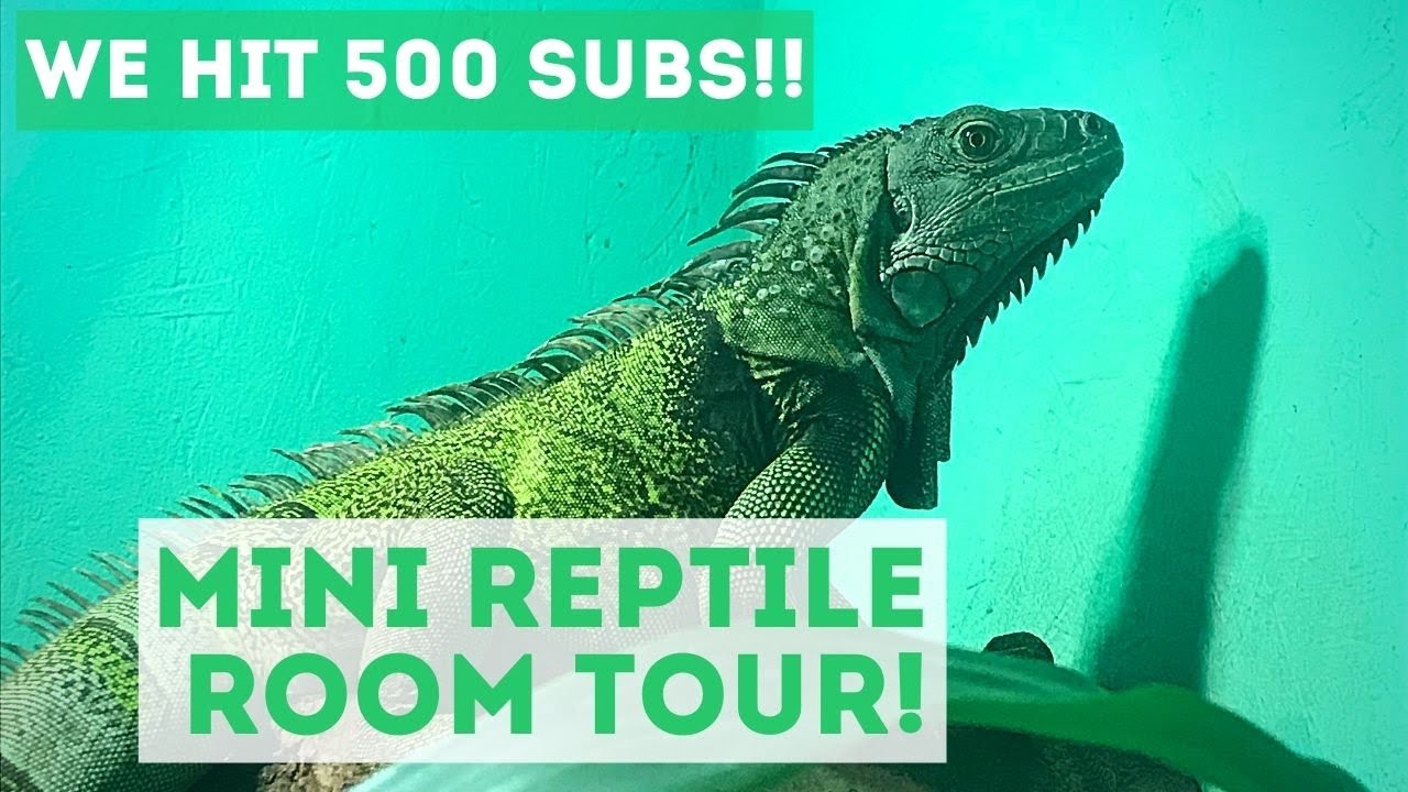 500 Subscriber Special! Mini Reptile Room Tour!