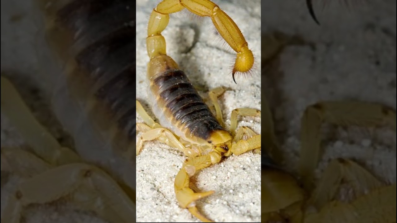 4. Kalajengking kuning Brasil @anisuryani6639