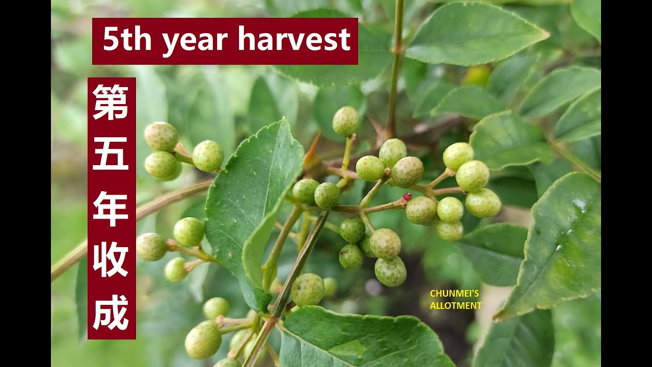 花椒树 | 第五年的收成，英国种花椒树， Peppercorn harvest from my 5-year-old tree, Scotland, UK