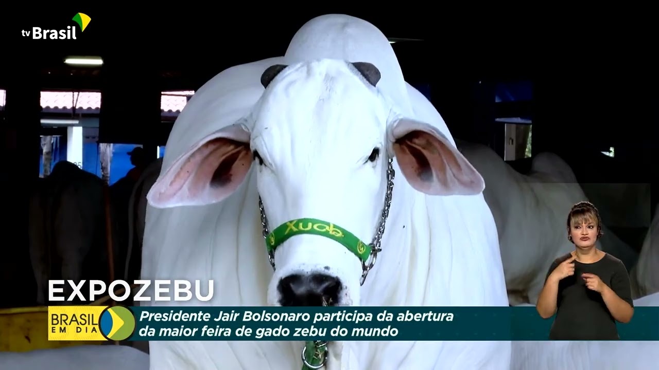 Expozebu volta a ser presencial em Uberaba