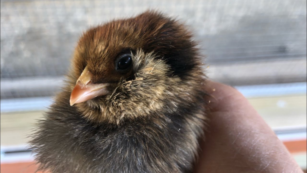 Chick Tip: Easy way to keep your chick waterer clean