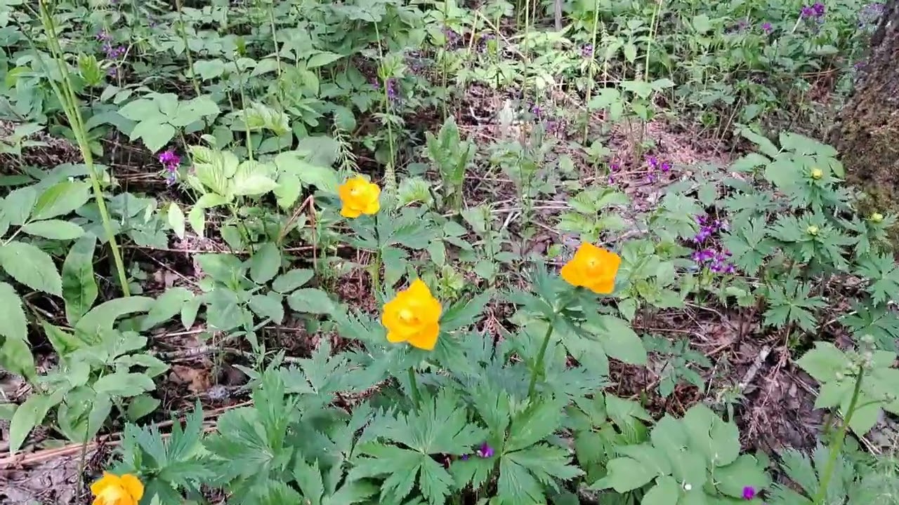 Летние покатушки в лесу