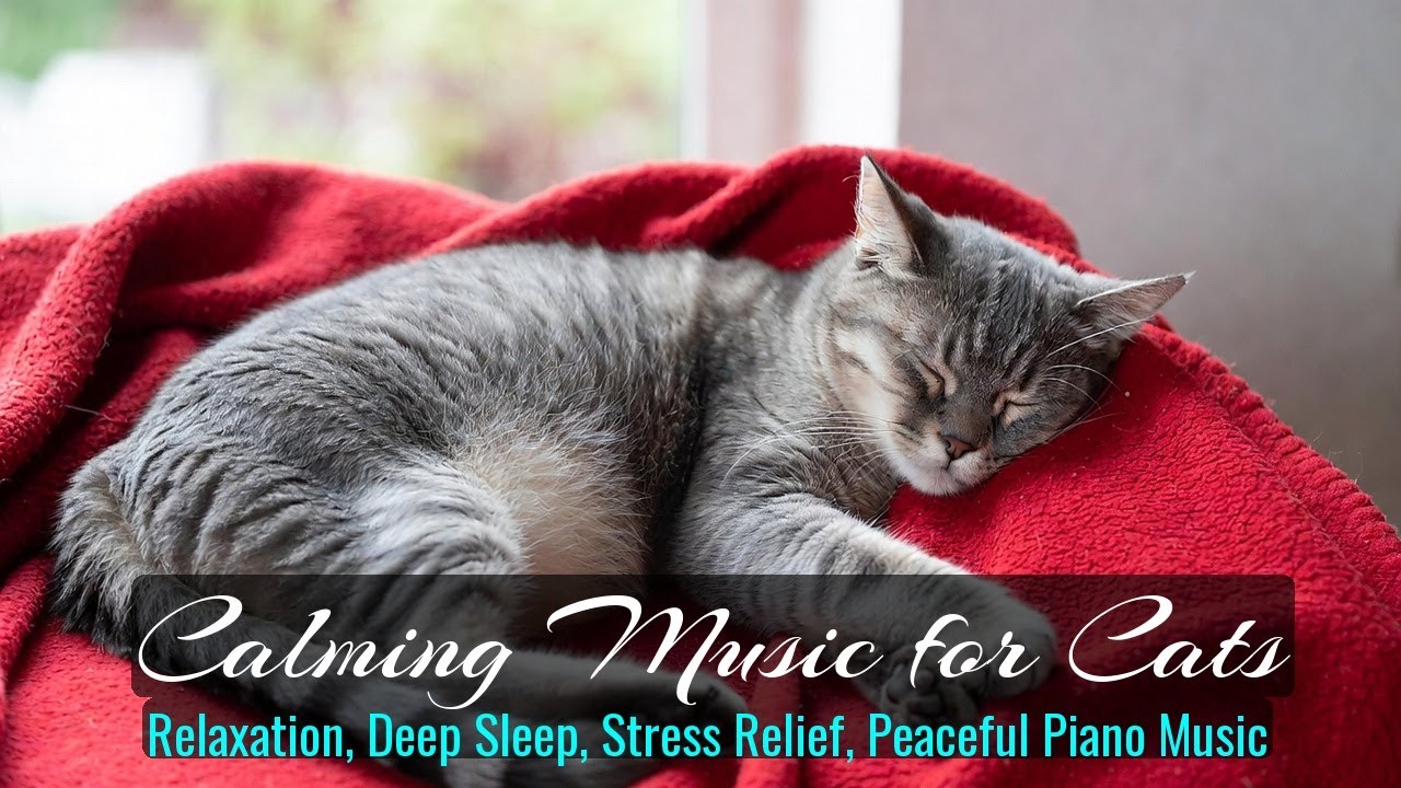 LIVE Fluffy Cat Sleeping for Night Relaxation 🌙 | Season 13