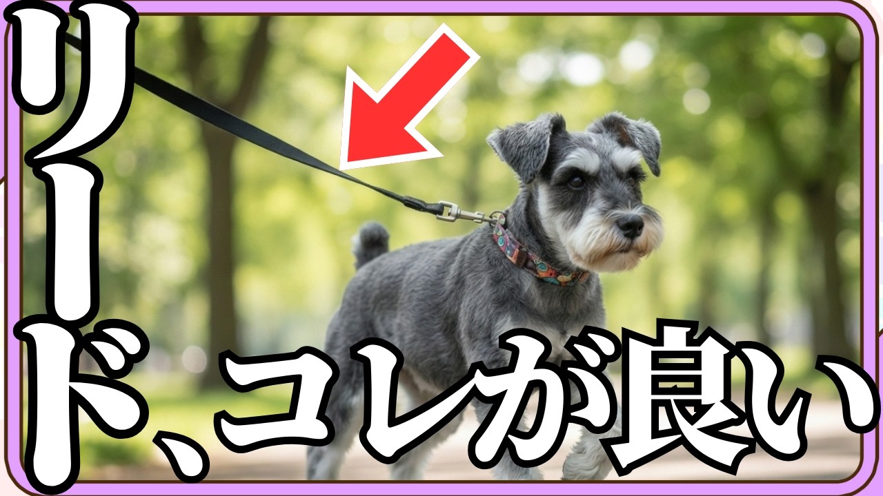【犬のお散歩リード】プロが本気でおすすめするベストお散歩リード