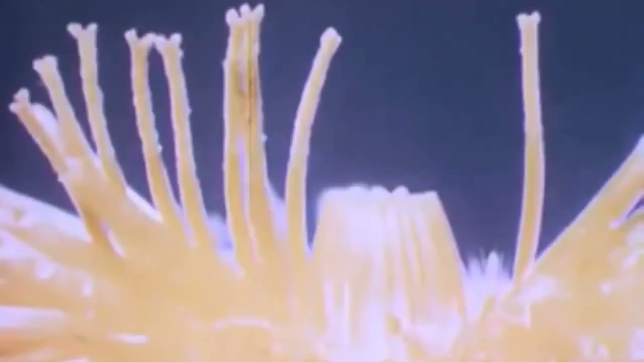 $UICIDEBOY$ KILL YOURSELF PART III INSTRUMENTAL REMAKE