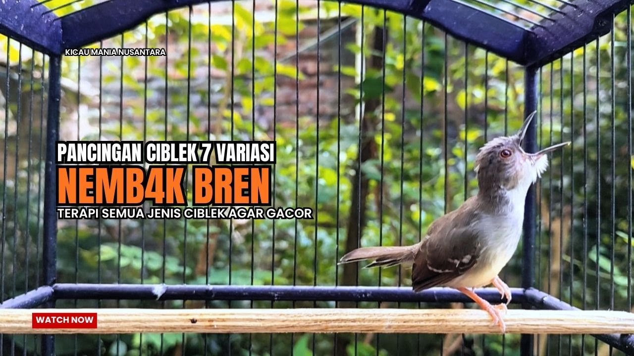 suara burung CIBLEK GACOR NGEBREN Pancingan Ciblek Semi bahan jadikan ciblek kristal gacor Tarung