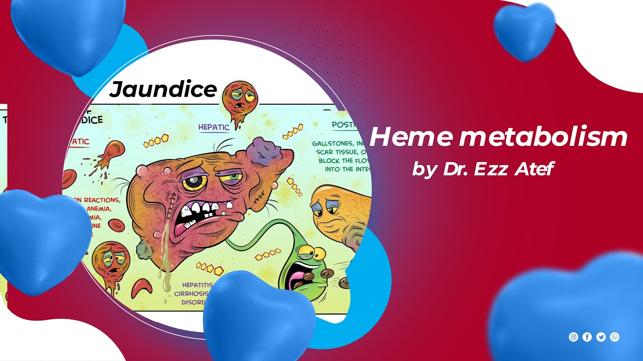 biochemistry - 2nd year - (3) Heme metabolism
