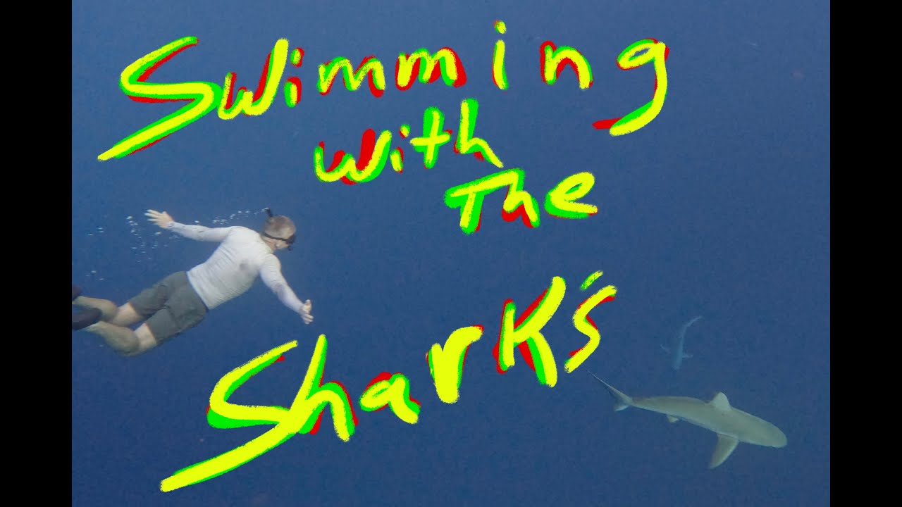 Swimming with Sharks in Oahu: My 