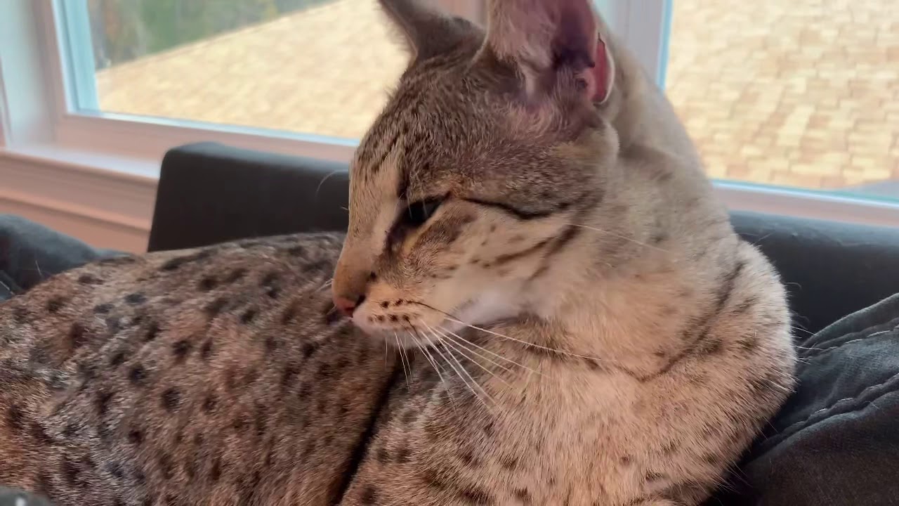 ||ASMR|| Big Cat Grooming And Purring (no talking) Very Relaxing