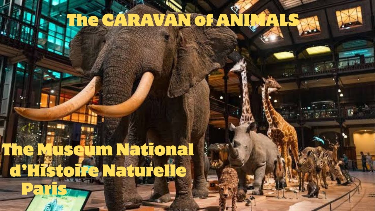 The Extraordinary Museum of Natural History, Paris