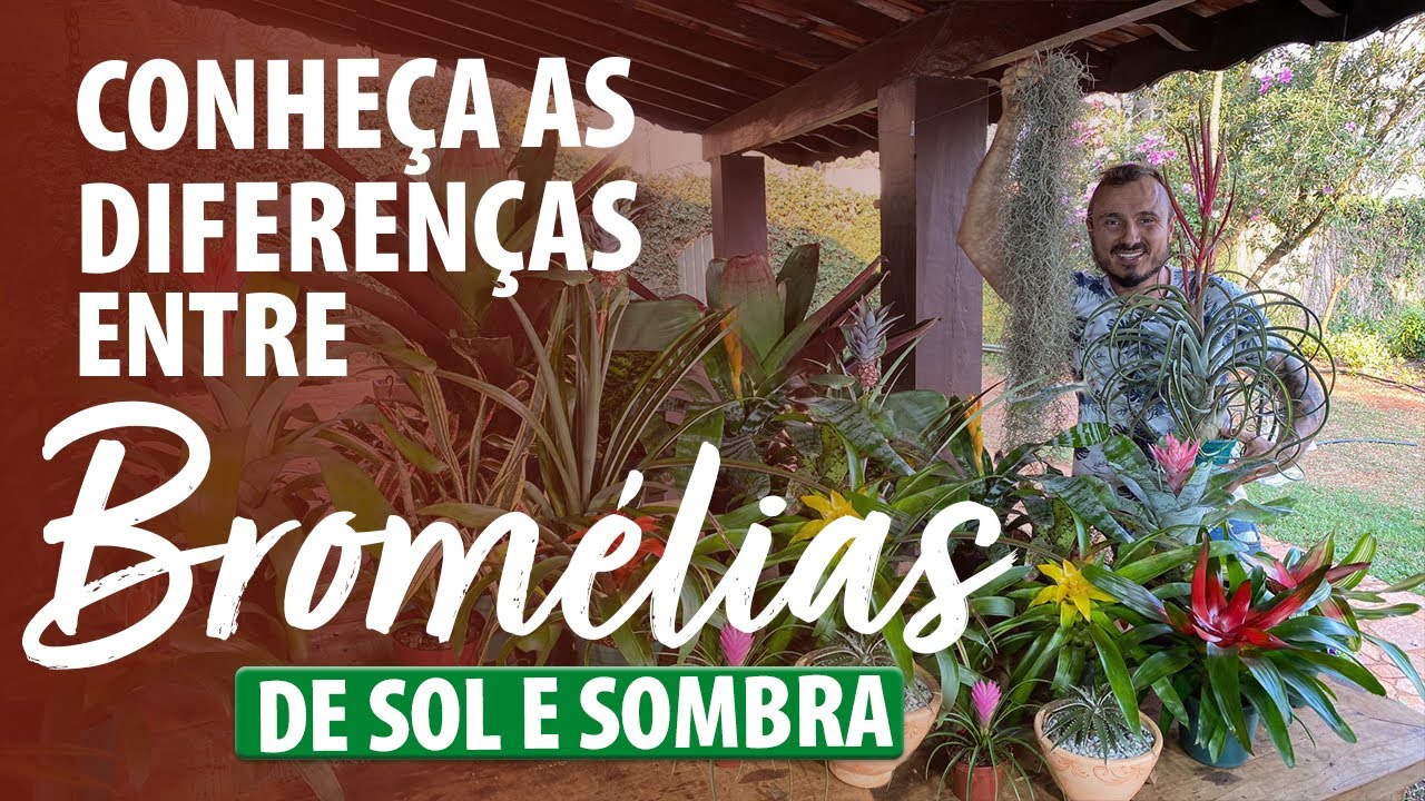 CONHEÇA as DIFERENÇAS ENTRE BROMÉLIAS DE SOMBRA E  SOL