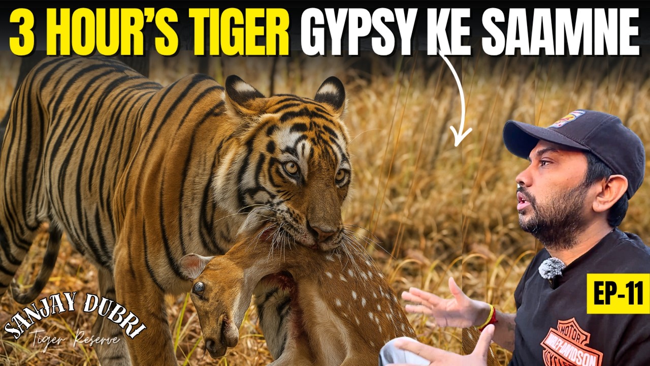 Sanjay Dubri Tiger Reserve मैं Life की BEST TIGER Sighting हुई - Tiger Attack Close To My GYPSY