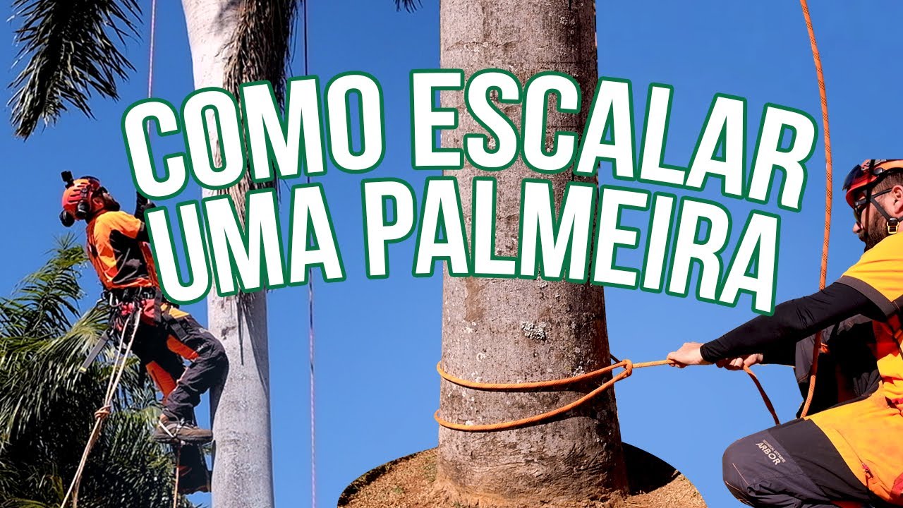 COMO ESCALAR PALMEIRAS E COQUEIROS (Sem machucar a casca) PODA DE PALMEIRA IMPERIAL