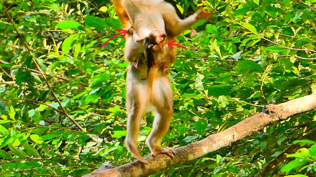 Monkey  baby trying to hold on mommy monkey firmly as she jumping on the tree