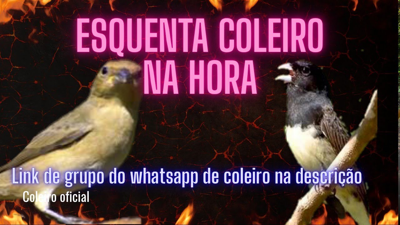 ESQUENTA_SEU_COLEIRO_EM_4_MINUTOS 