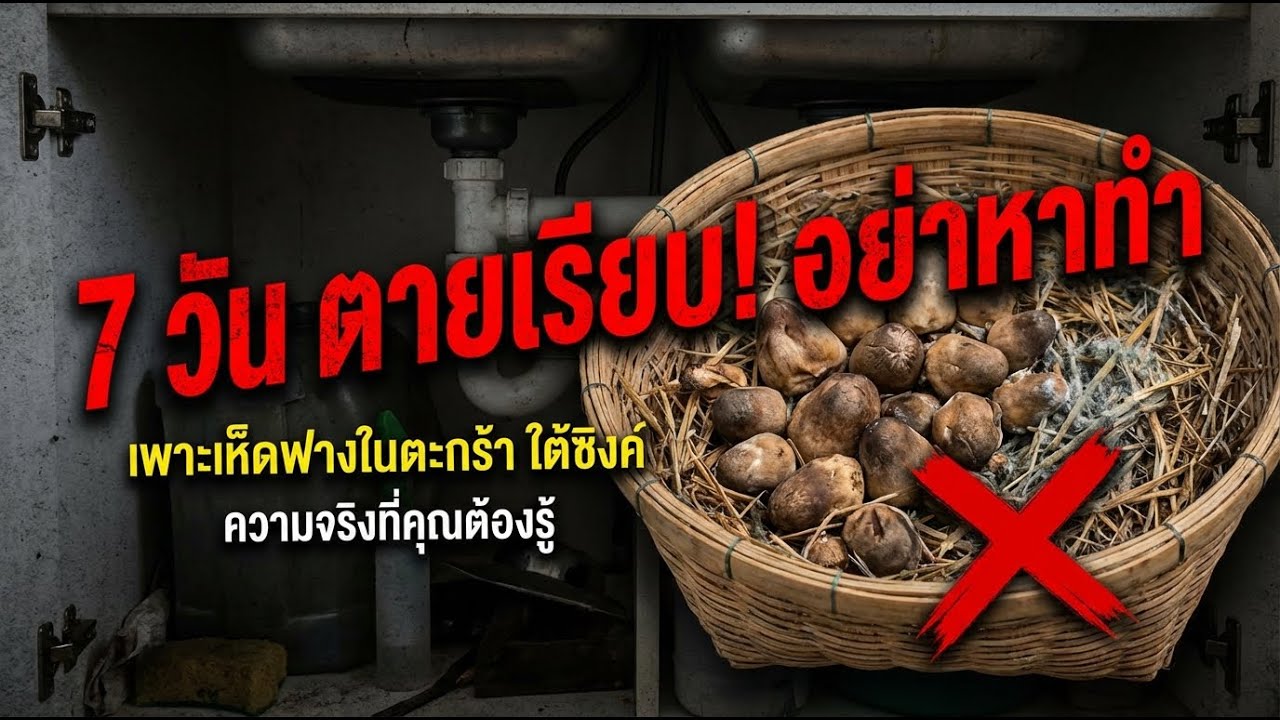 เห็ดฟางในตะกร้า! โตเต็มตาภายใน 7 วันใต้ซิงค์ครัว