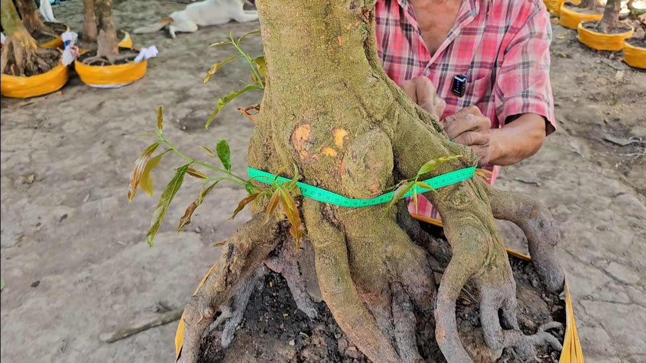 A. Tuấn 📲 O9I9977452 mai vàng vườn hoành to giá rẻ 29/1 Chợ Gạo miền tây tôi yêu (@MaivàngQuêdừa)