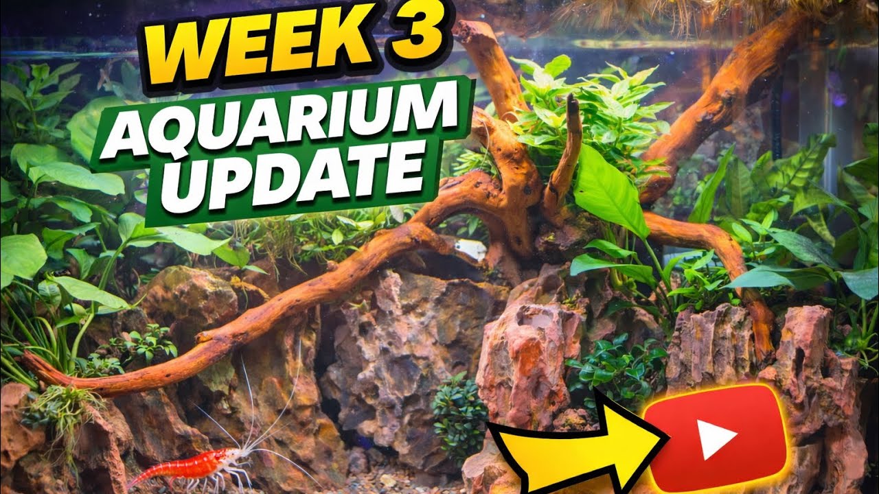 Week 3 : Aquarium update!