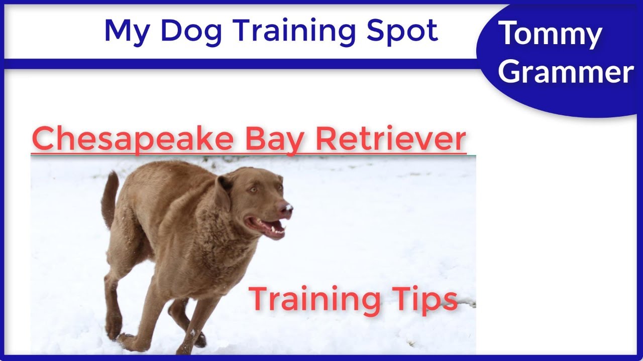 How to Train a Chesapeake Bay Retriever