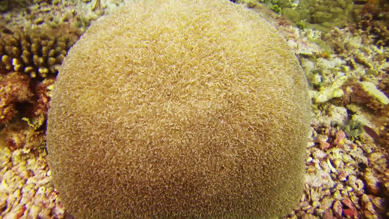 MALDIVE - CROCIERA DUKE OF YORK