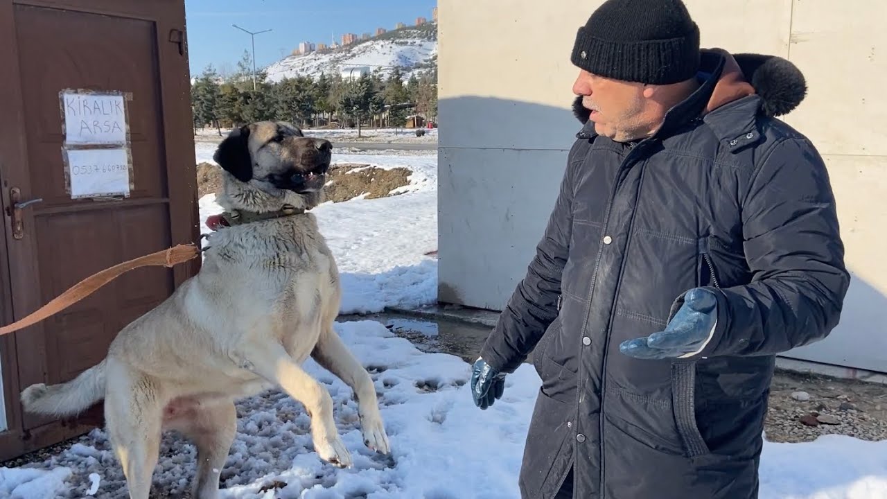 #KÖPEKLERDE AYAK BOZULMASI KANLI İSHAL