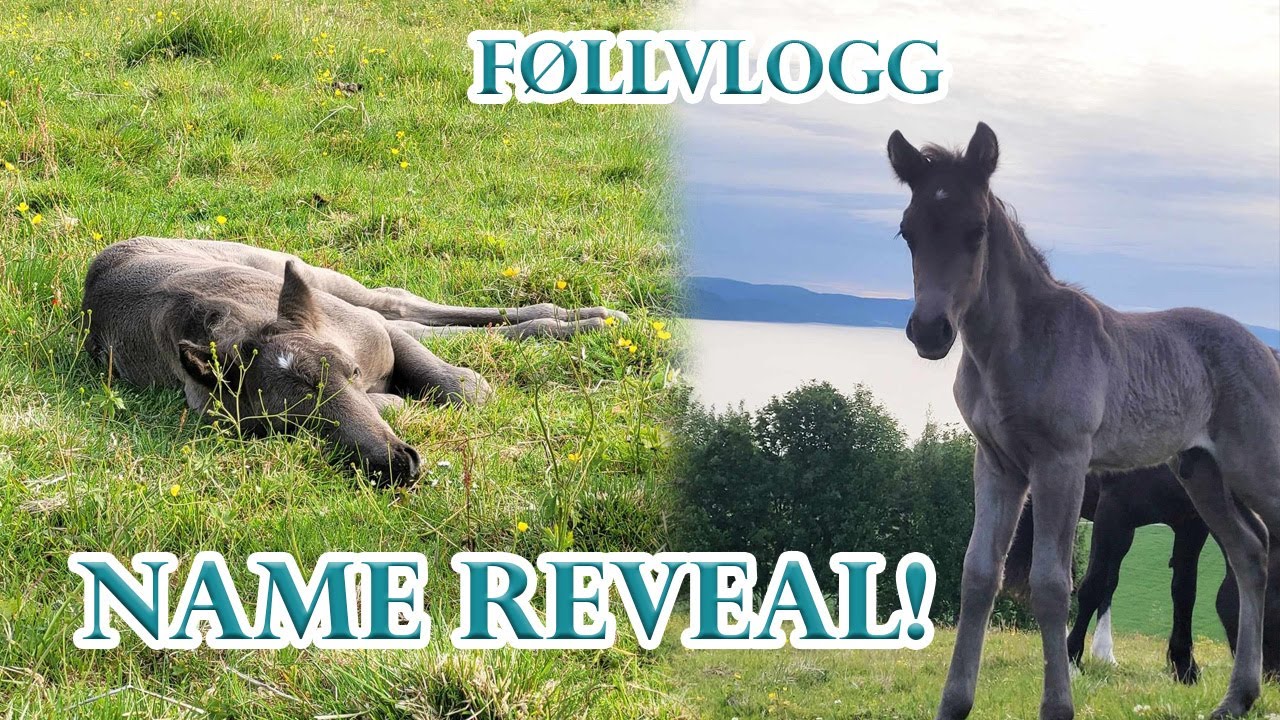 VLOGG - Avslører endelig føllets navn!