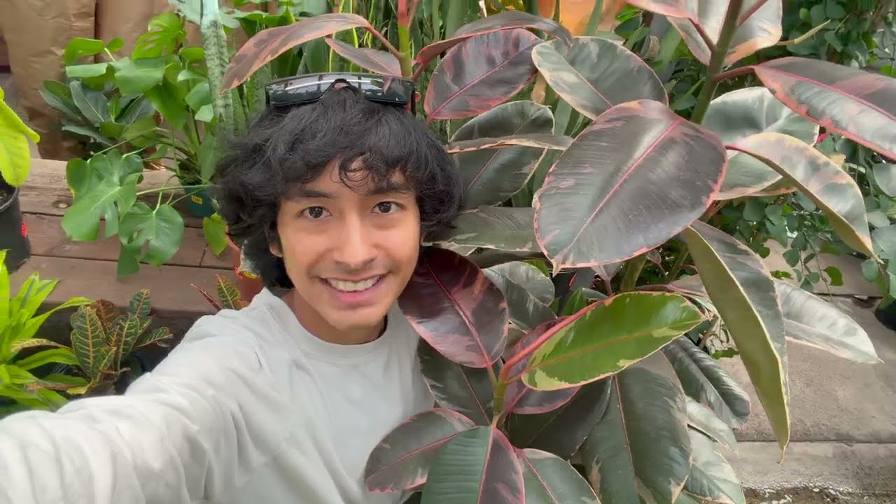 Greenhouse Update | plant shopping, getting a new tree, and pest control