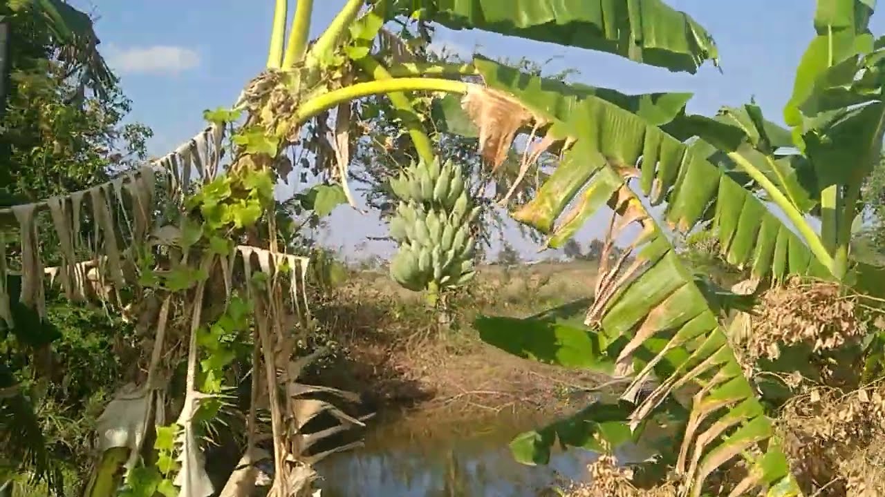 Mein Dschungel in Non Bua Khok Chatturat