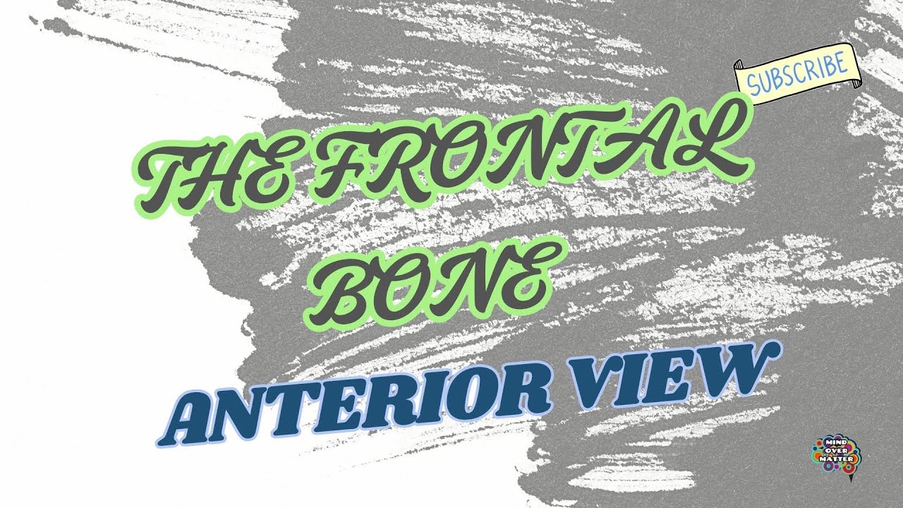 THE FRONTAL BONE- ANTERIOR VIEW.