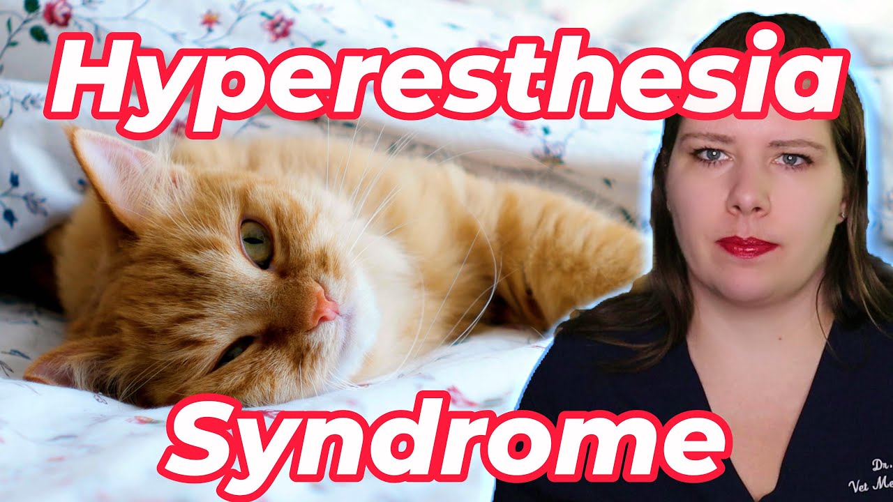 Vet Advice on Identifying and Treating Feline Hyperesthesia Syndrome