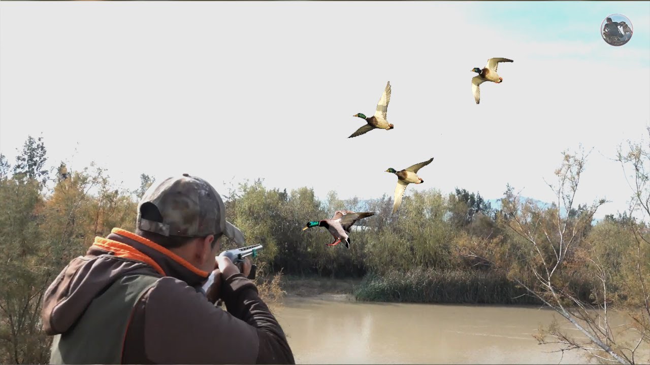 Chasse aux Canards - Compilation gibier d'eau 2021/ ОХОТА НА ГУСЯ