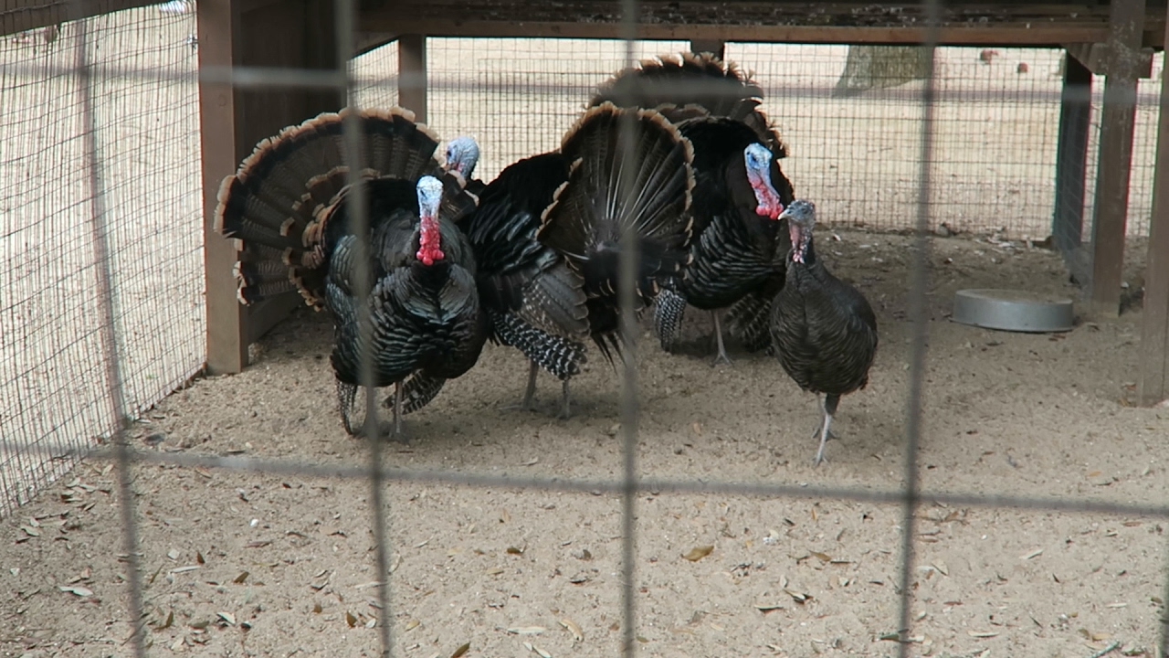 Bossy Turkeys! | DITL 2.11.17 #GoTeamHale #KyleandCourt