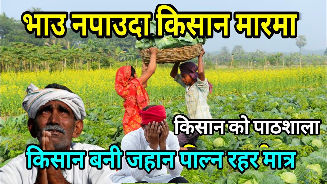 भाउ नपाउदा किसान मारमा || Cabbage Farming In Nepal || Daly Life In Mountain Village || Karki Binod 