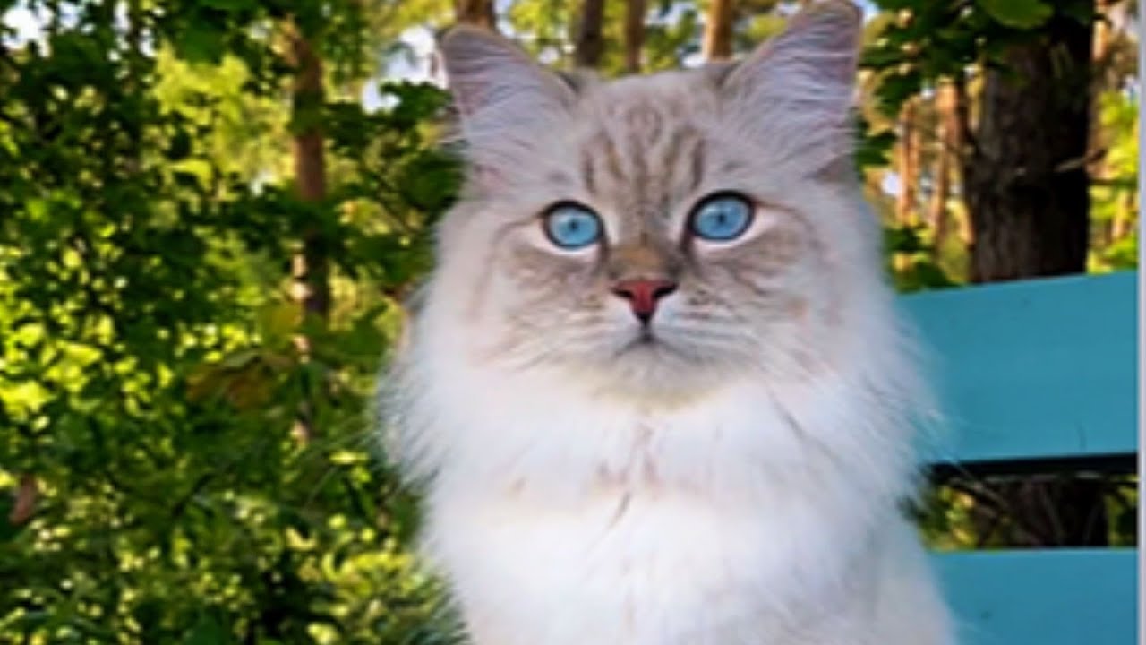 Nadie Quería Este Gato Diabético – 8 Meses Después Salvó Su Vida de la Forma Más Increíble